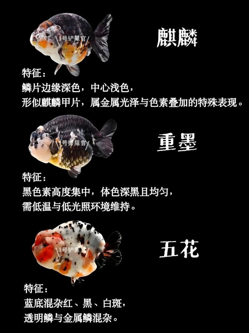 給我一些著名金魚品種的圖片，中國金魚品種及其體態夸張的金魚品種及其體態及其體態