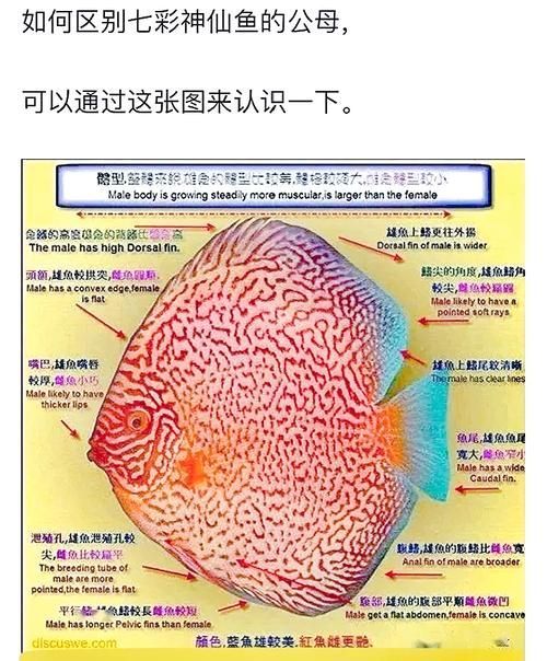 有哪些近緣種可能被用作假七彩銀龍魚(yú)，七彩神仙魚(yú)的鑒別
