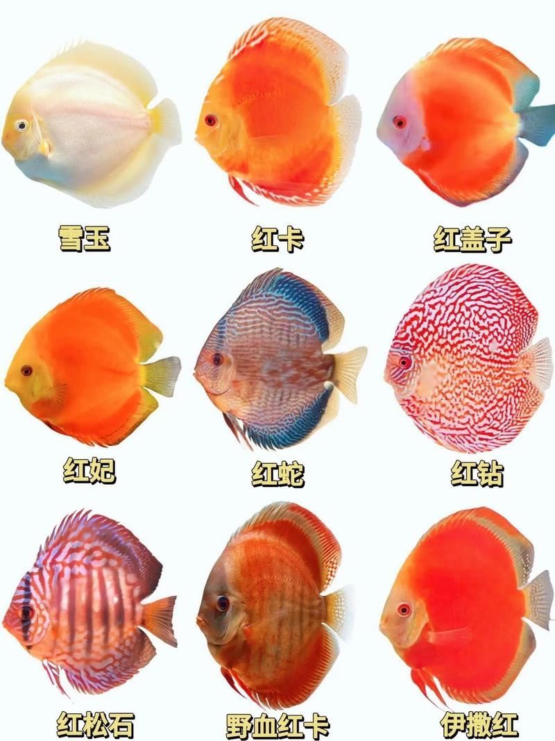 有哪些近緣種可能被用作假七彩銀龍魚，七彩神仙魚的鑒別