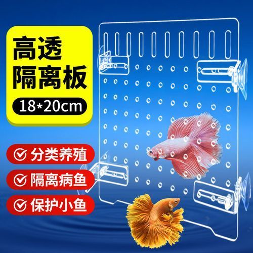 如何預(yù)防魚(yú)打架受傷
