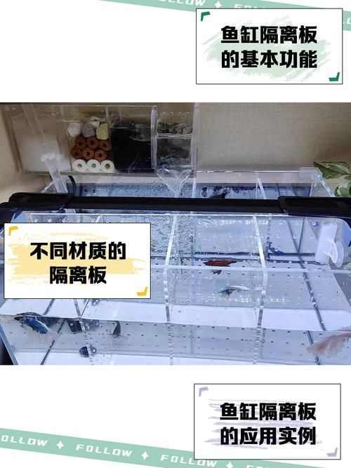 如何預(yù)防魚(yú)打架受傷