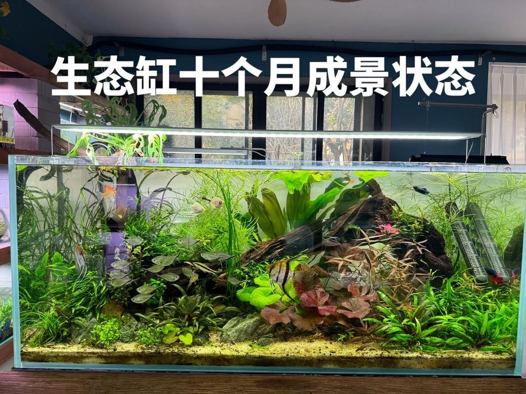 如何預防魚打架受傷 如何預防魚打架受傷 龍魚百科 第7張