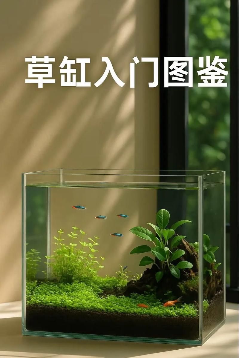 如何預防魚打架受傷 如何預防魚打架受傷 龍魚百科 第8張