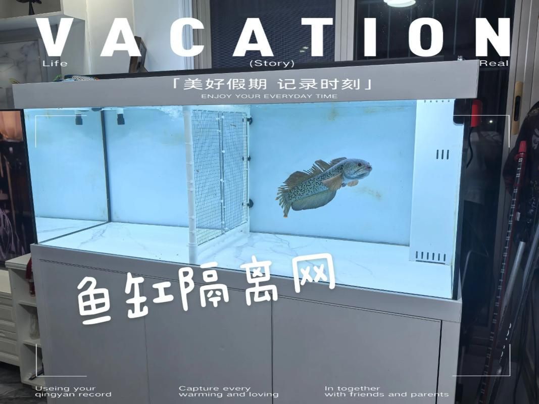 如何預防魚打架受傷 如何預防魚打架受傷 龍魚百科 第5張