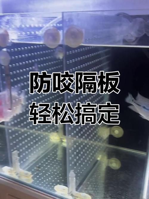 如何預(yù)防魚(yú)打架受傷