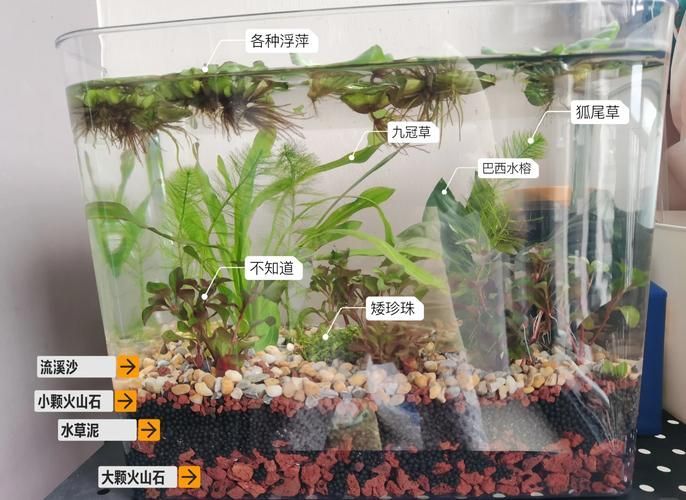如何預防魚打架受傷 如何預防魚打架受傷 龍魚百科 第10張