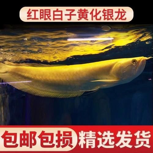 如何辨別白子黃化銀龍魚(yú)的品相？，如何鑒別白子黃化銀龍魚(yú)的品相？