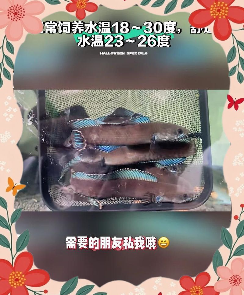 雷龍魚和黑魚哪個更兇猛，雷龍魚和黑魚哪個更兇猛雷龍魚和黑魚哪個更兇猛