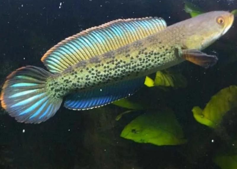 雷龍魚和黑魚哪個更兇猛，雷龍魚和黑魚哪個更兇猛雷龍魚和黑魚哪個更兇猛 雷龍魚和黑魚哪個更兇猛，雷龍魚和黑魚哪個更兇猛雷龍魚和黑魚哪個更兇猛 龍魚百科 第2張