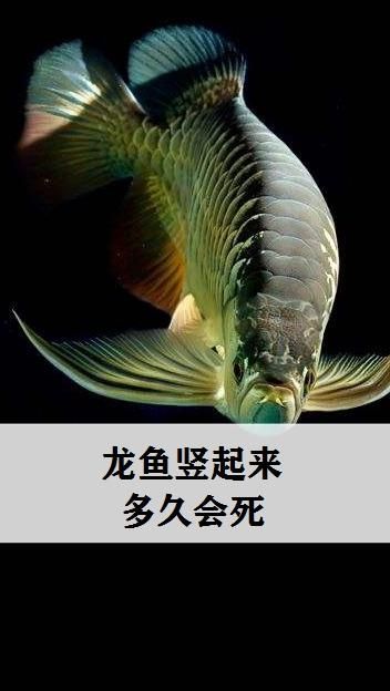 龍魚(yú)豎起來(lái)后還能活多久