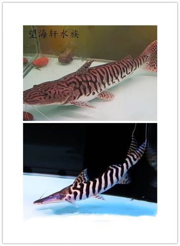 月光鴨嘴魚的價格是多少？，月光鴨嘴魚價格是多少月光鴨嘴魚的價格是多少 月光鴨嘴魚的價格是多少？，月光鴨嘴魚價格是多少月光鴨嘴魚的價格是多少 龍魚百科 第5張
