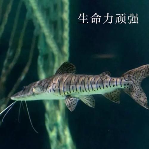 月光鴨嘴魚的價格是多少？，月光鴨嘴魚價格是多少月光鴨嘴魚的價格是多少 月光鴨嘴魚的價格是多少？，月光鴨嘴魚價格是多少月光鴨嘴魚的價格是多少 龍魚百科 第4張