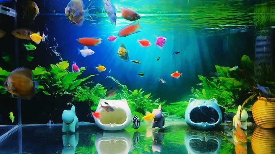 有哪些魚缸背景圖推薦？，有哪些適合小魚缸的背景圖