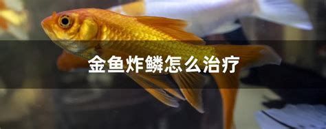 金魚魚鱗掉了露肉了如何治療，金魚魚鱗掉了露肉了如何治療,金魚鱗片脫落（露肉）治療與護理指南 金魚魚鱗掉了露肉了如何治療，金魚魚鱗掉了露肉了如何治療,金魚鱗片脫落（露肉）治療與護理指南 龍魚百科 第2張