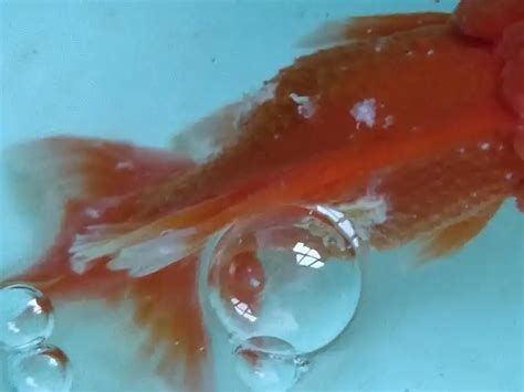金魚魚鱗掉了露肉了如何治療，金魚魚鱗掉了露肉了如何治療,金魚鱗片脫落（露肉）治療與護理指南