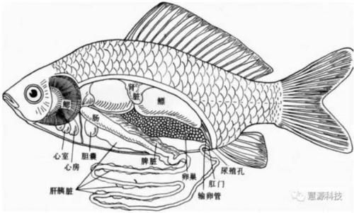 龍魚內臟受傷后多久會恢復，龍魚內臟受傷后多久會恢復，龍魚內臟損傷后多久會恢復
