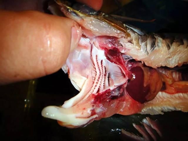 龍魚內臟受傷后多久會恢復，龍魚內臟受傷后多久會恢復，龍魚內臟損傷后多久會恢復