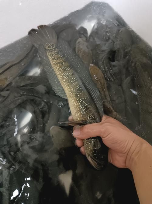 給我一些七星龍魚的圖片示例，七星龍魚的飼養指南，給我一些七星龍魚的圖片示例