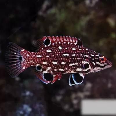 給我一些七星龍魚的圖片示例，七星龍魚的飼養指南，給我一些七星龍魚的圖片示例