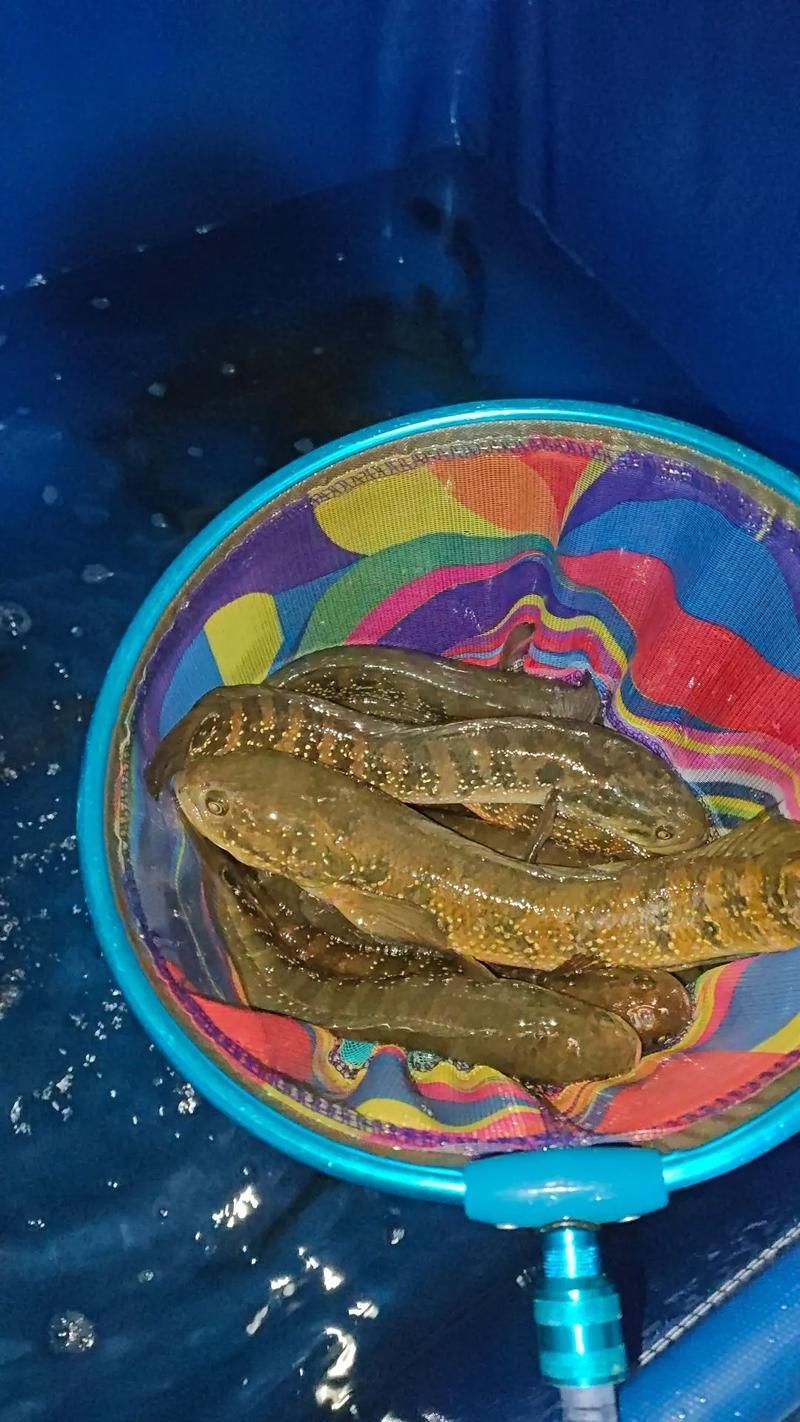 給我一些七星龍魚的圖片示例，七星龍魚的飼養指南，給我一些七星龍魚的圖片示例
