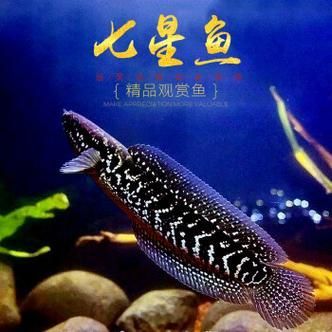 給我一些七星龍魚的圖片示例，七星龍魚的飼養指南，給我一些七星龍魚的圖片示例
