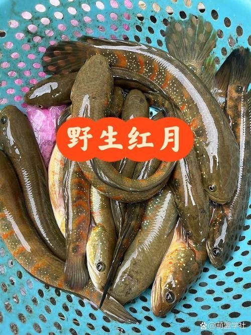 給我一些七星龍魚的圖片示例，七星龍魚的飼養指南，給我一些七星龍魚的圖片示例