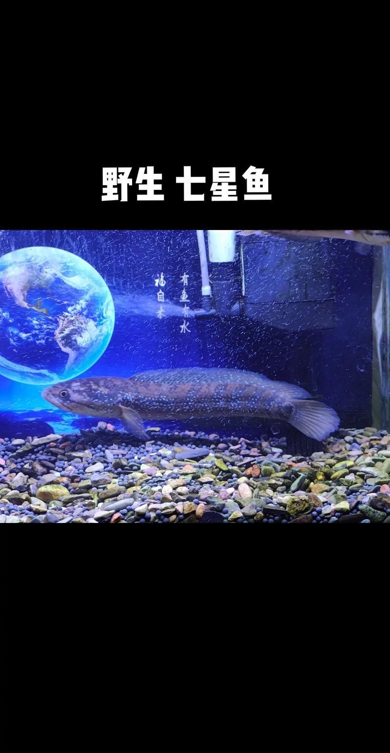 給我一些七星龍魚的圖片示例，七星龍魚的飼養指南，給我一些七星龍魚的圖片示例