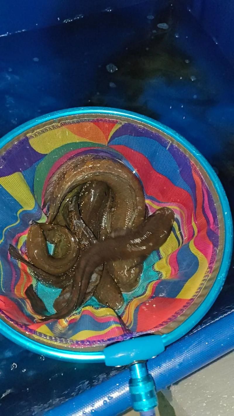 給我一些七星龍魚的圖片示例，七星龍魚的飼養指南，給我一些七星龍魚的圖片示例