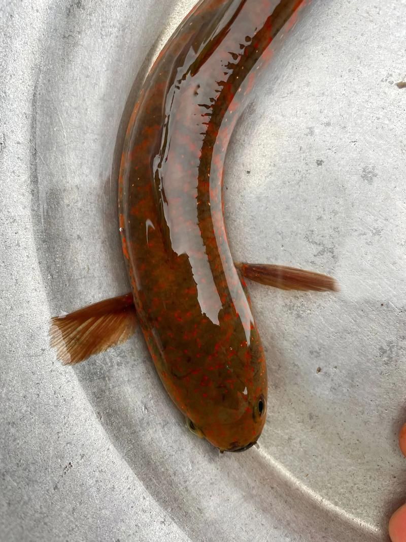 給我一些七星龍魚的圖片示例，七星龍魚的飼養指南，給我一些七星龍魚的圖片示例