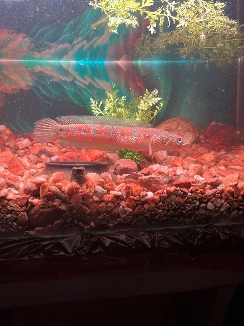 給我一些七星龍魚的圖片示例，七星龍魚的飼養指南，給我一些七星龍魚的圖片示例