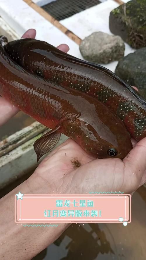 給我一些七星龍魚的圖片示例，七星龍魚的飼養指南，給我一些七星龍魚的圖片示例