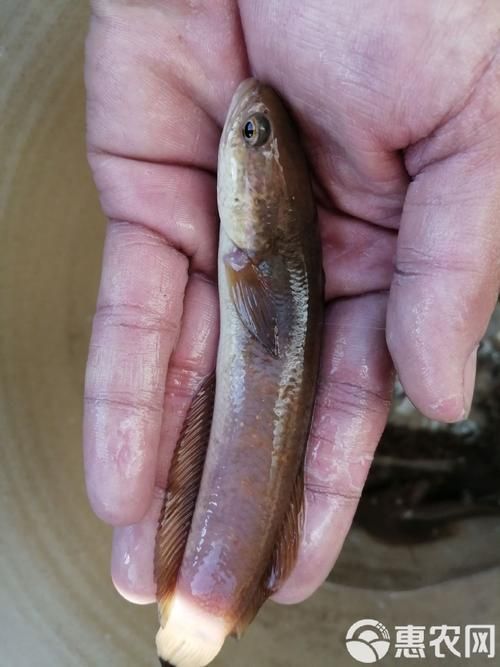 給我一些七星龍魚的圖片示例，七星龍魚的飼養指南，給我一些七星龍魚的圖片示例