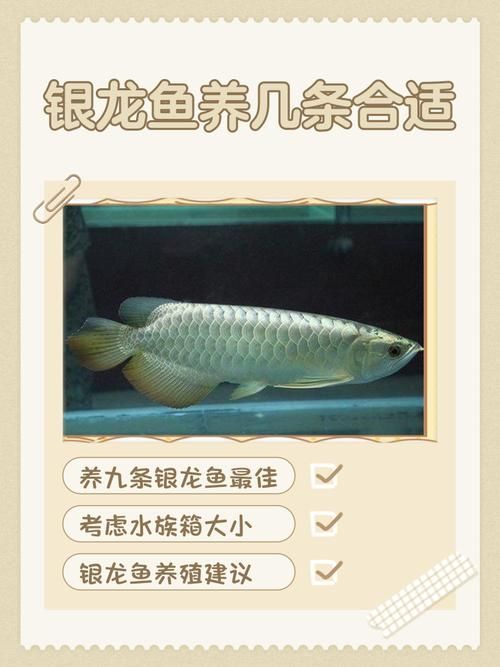 如何搜索祥龍魚合成公式的圖片？，《開心水族館》如何搜索祥龍魚合成公式的圖片？