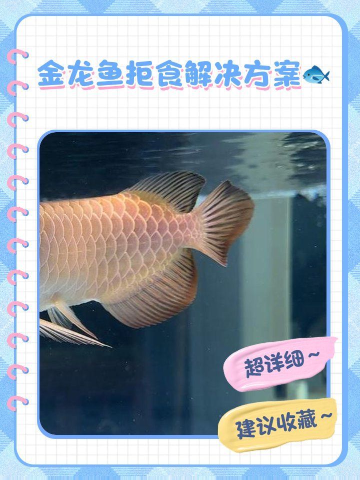 如何預防金龍魚不吃食，金龍魚不吃食怎么辦