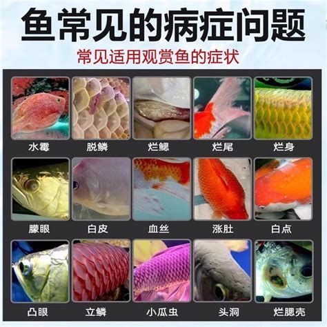 詳細閱讀:觀賞魚爛鰓圖片,觀賞魚出現爛鰓現象的原因及其對魚類健康的影響 觀賞魚爛鰓圖片,觀賞魚出現爛鰓現象的原因及其對魚類健康的影響