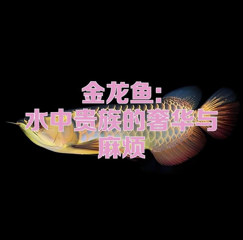 普通金龍魚的飼養成本大概是多少，普通金龍魚到底要花多少錢才能養得活、養得活、養得好