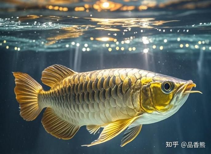 如何建立龍魚健康觀察日志，龍魚健康觀察日志