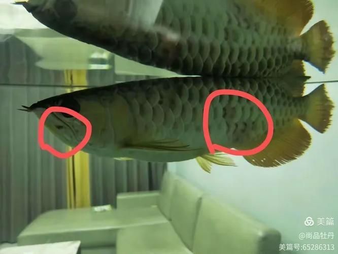 金龍魚感染細菌后如何護理，金龍魚感染細菌后如何拌餌投喂 金龍魚感染細菌后如何護理，金龍魚感染細菌后如何拌餌投喂 龍魚百科 第6張