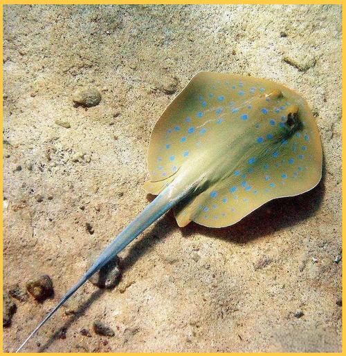 哪些魟魚適合在海水箱中飼養？，海水箱飼養的魟魚種類 哪些魟魚適合在海水箱中飼養？，海水箱飼養的魟魚種類 龍魚百科 第5張