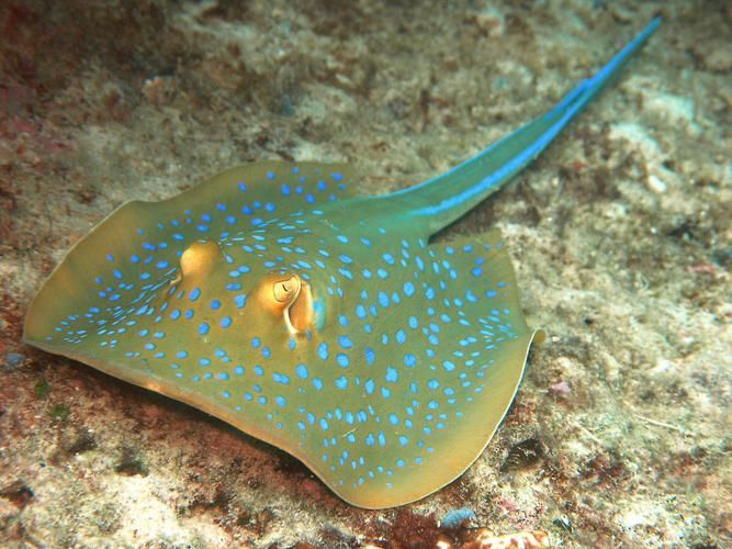 哪些魟魚適合在海水箱中飼養？，海水箱飼養的魟魚種類