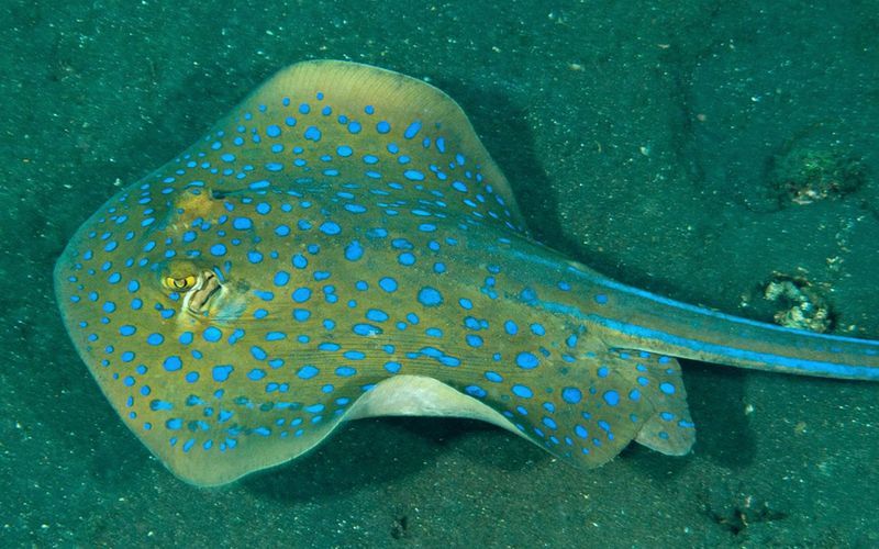 哪些魟魚適合在海水箱中飼養？，海水箱飼養的魟魚種類 哪些魟魚適合在海水箱中飼養？，海水箱飼養的魟魚種類 龍魚百科 第4張