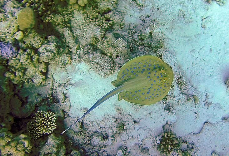 哪些魟魚適合在海水箱中飼養？，海水箱飼養的魟魚種類 哪些魟魚適合在海水箱中飼養？，海水箱飼養的魟魚種類 龍魚百科 第3張