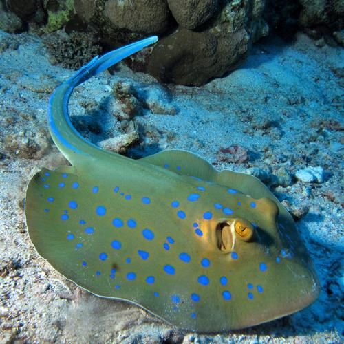 哪些魟魚適合在海水箱中飼養？，海水箱飼養的魟魚種類 哪些魟魚適合在海水箱中飼養？，海水箱飼養的魟魚種類 龍魚百科 第2張