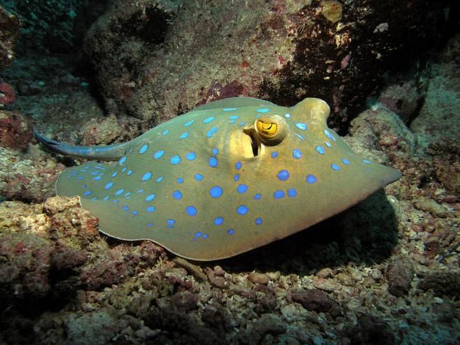 哪些魟魚適合在海水箱中飼養？，海水箱飼養的魟魚種類 哪些魟魚適合在海水箱中飼養？，海水箱飼養的魟魚種類 龍魚百科 第6張