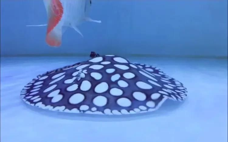 哪些魟魚適合在海水箱中飼養？，海水箱飼養的魟魚種類 哪些魟魚適合在海水箱中飼養？，海水箱飼養的魟魚種類 龍魚百科 第7張