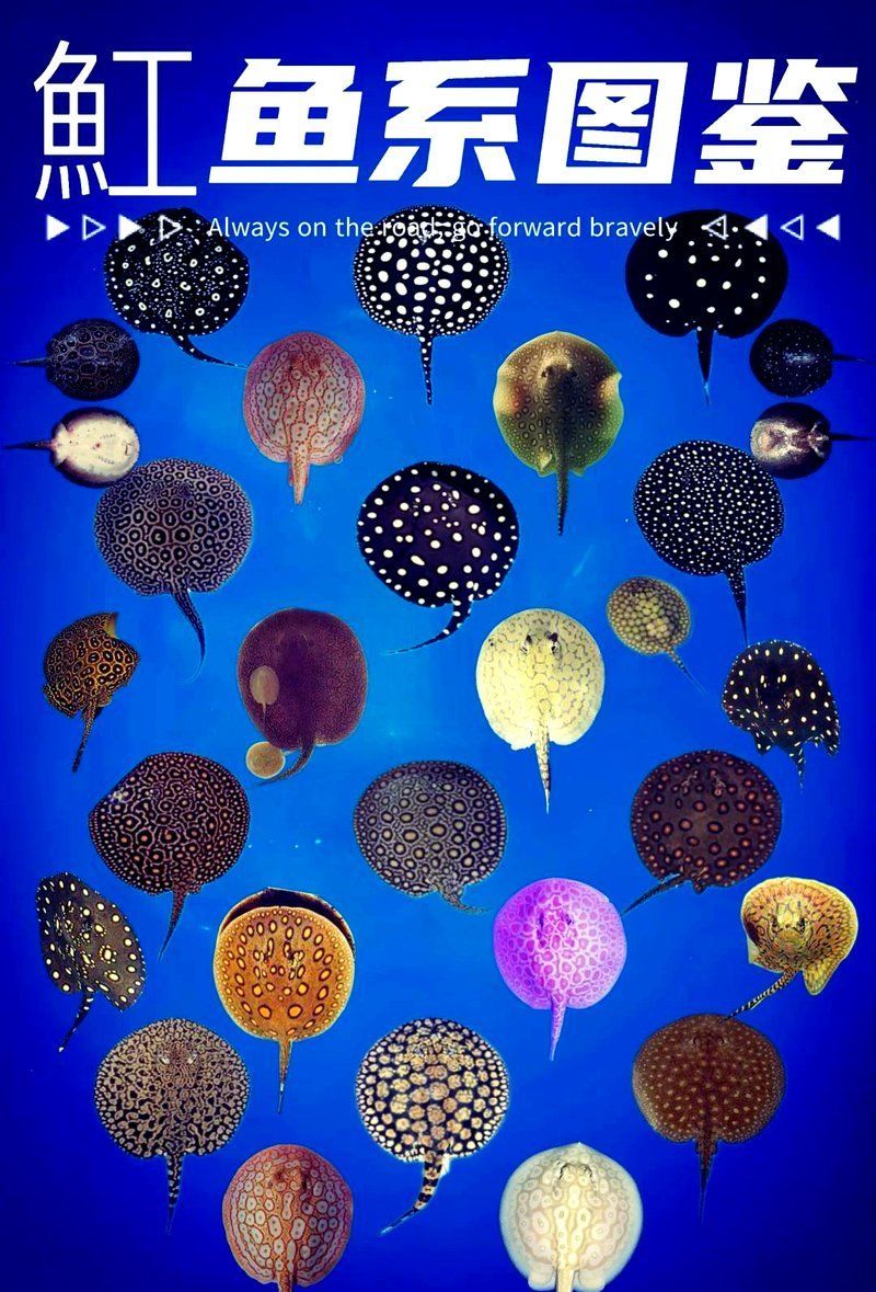 哪些魟魚適合在海水箱中飼養？，海水箱飼養的魟魚種類 哪些魟魚適合在海水箱中飼養？，海水箱飼養的魟魚種類 龍魚百科 第8張