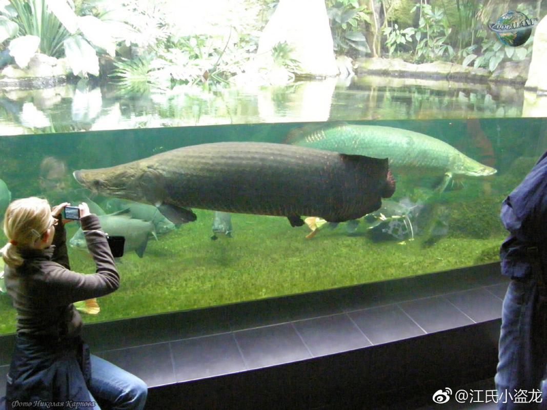 能否提供更詳細的巨骨舌魚介紹