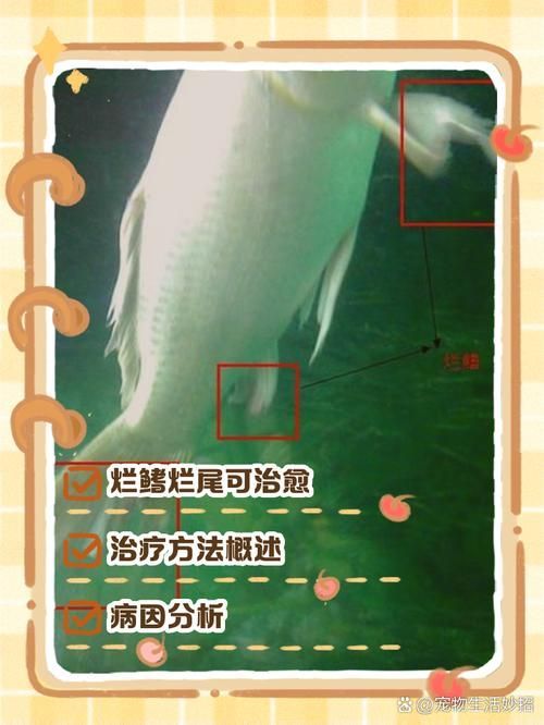 龍魚爛尾最簡單三個步驟圖片