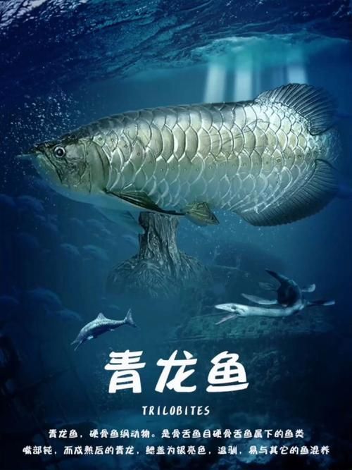 推薦一些價格適中的龍魚品種，一分鐘看懂龍魚價格適中鏈