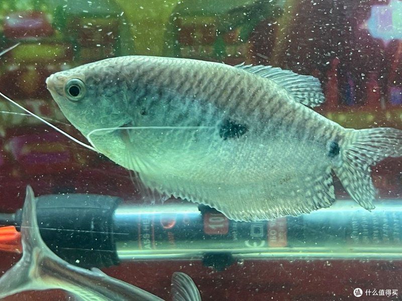曼龍魚適合哪些類型的魚缸？，曼龍魚適合哪些類型的魚缸,